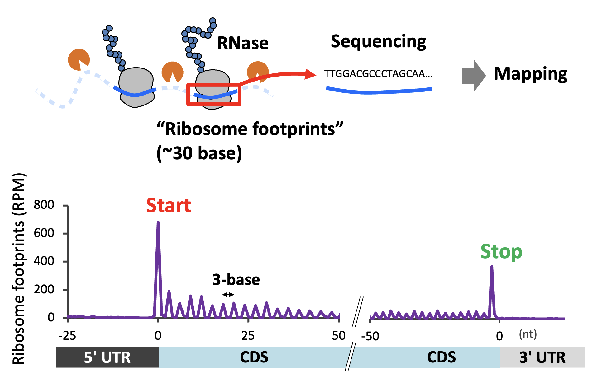 Ribo-seq