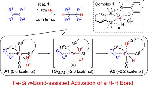 Theoretical Study of the Catalytic Hydrogenation of Alkenes by a Disilaferracyclic Complex: Can the Fe-Si s-Bond-Assisted Activation of H-H Bonds Allow Development of a Catalysis of Iron?