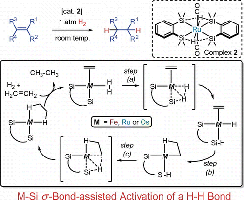 s-CAM mechanisms for the hydrogenation of alkenes by cis- and trans-disilametallacyclic carbonyl complexes (M = Fe, Ru, Os): experimental and theoretical studies